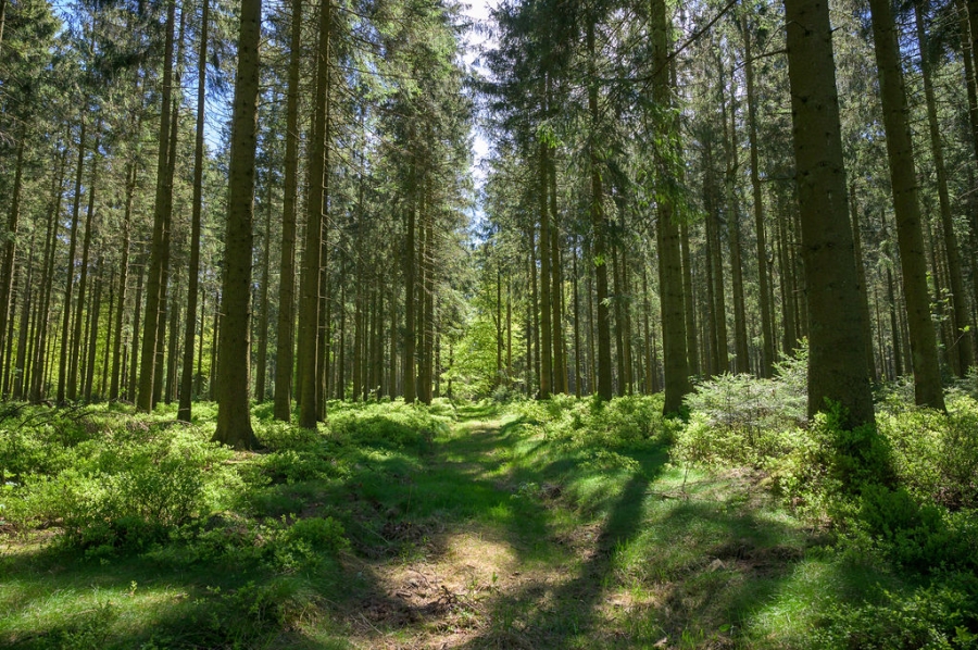 image_foret_guide_nature_2