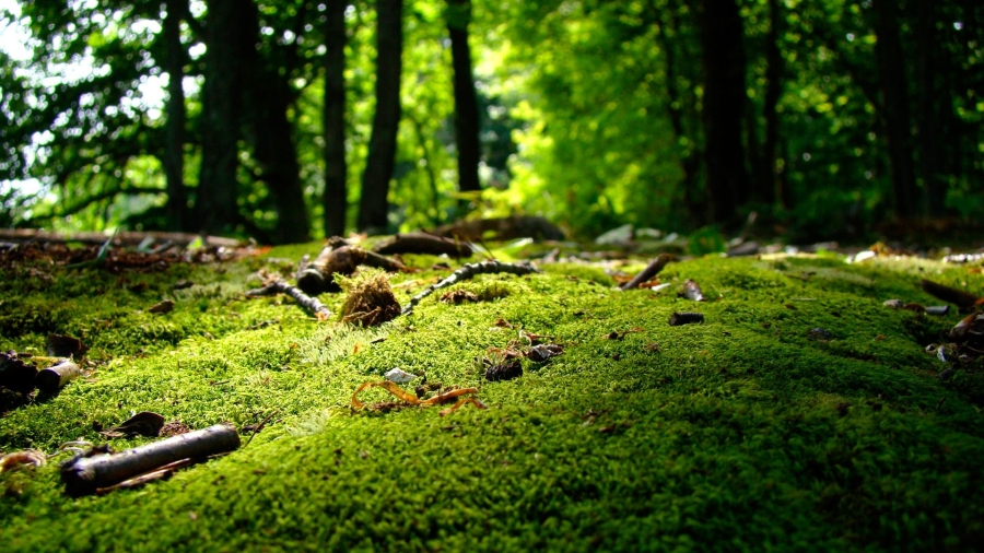 image_photo_nature